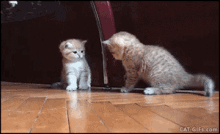 Kitten Falling GIF - Kitten Falling Cute GIFs