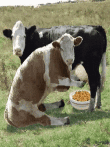 cows breakfast