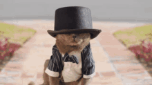 Cathat Catdetti GIF - Cathat Catdetti Cat In Hat GIFs