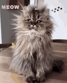 Weirdo Cat GIF - Weirdo Cat Meow GIFs
