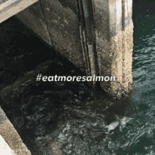 Salmon Eatmoresalmon GIF - Salmon Eatmoresalmon GIFs