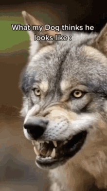 Dogs Animals GIF - Dogs Animals Lazy GIFs