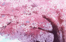 Sakura Cherry Blossoms GIF - Sakura Cherry Blossoms GIFs