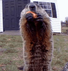 Chunk The Groundhog Groundhog Eating GIF - Chunk The Groundhog Chunk Groundhog GIFs