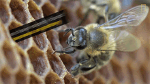 Researchers Have Recently Found Traces National Honey Bee Day GIF - Researchers Have Recently Found Traces National Honey Bee Day Did You Know Humans Have Relied On Bees For9000years GIFs