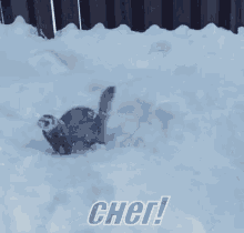 хорек животное снег зима радость счастье GIF - Ferret Polecat Animal GIFs