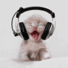 dancing kitten headphones dance