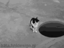 Cat Hole GIF - Cat Hole Roll GIFs