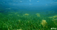 Trio Dolphins GIF - Trio Dolphins Moving Together GIFs