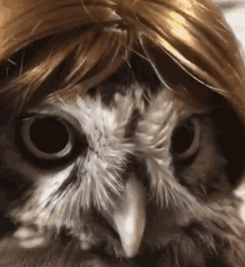 Owl Turning Its Head Chile Anyways GIF - Owl Turning Its Head Chile Anyways Lmfao GIFs