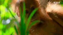 Monkey Orang Utan GIF - Monkey Orang Utan Smiling GIFs