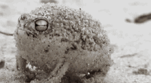 Sup Frog GIF - Sup Frog Frogs GIFs