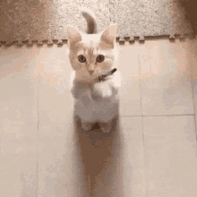 Cat Sorry GIFs | Tenor