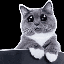 装可爱 喵星人 卖萌 猫 GIF - Acting Cute Cat Kitten GIFs