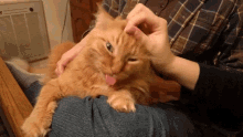 Cat Head Rub GIF - Head Rub Head Rub GIFs