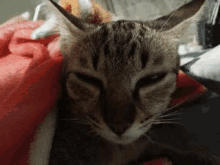 Sleepy Cat GIF - Sleepy Cat GIFs