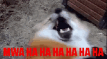 Dog Laughing GIF - Dog Laughing Happy GIFs