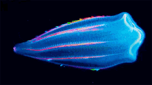 Aquário Sea Creature GIF - Aquário Sea Creature Glowing GIFs
