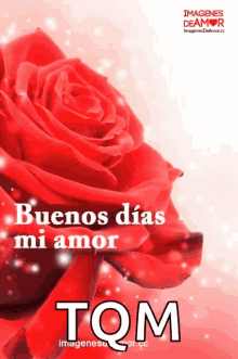 Buenos Dias Mi Amor Rose GIF - Buenos Dias Mi Amor Rose Love GIFs