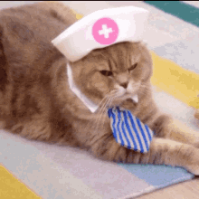 Nurse Kitty GIF - Nurse Kitty Cat GIFs