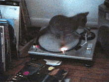 Spinning Cat Beastie Boys GIF - Spinning Cat Beastie Boys Shake Your Rump GIFs