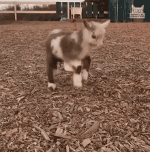 Jumping Kid Baby Goat GIF - Jumping Kid Jumping Baby Goat GIFs