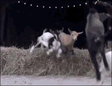 Goat Jump GIF - Goat Jump Hay GIFs