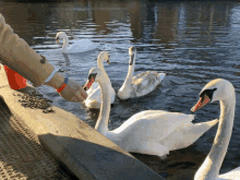 swan swanfeeding handfeeding hungry heatherwharf