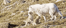 wolf wolf pack babies white wolf