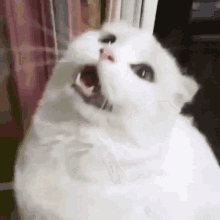 Cat Funny Cat Memes GIF - Cat Funny Cat Memes Funny GIFs