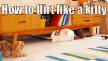 Surinoel Cat GIF - Surinoel Cat Cats GIFs