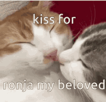 Ronja My Beloved Kiss GIF - Ronja My Beloved Kiss Kiwi GIFs