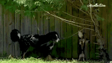 Team Work The Pet Collective GIF - Team Work The Pet Collective Bite GIFs