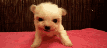 rawr puppy tiny small dog