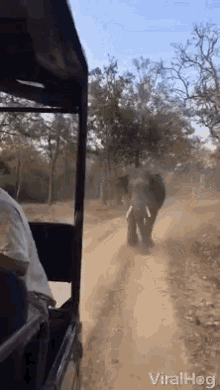 Chase By An Elephant Elephant GIF - Chase By An Elephant Elephant Jungle GIFs