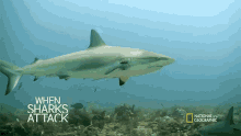 Shark Seagrass And The Ecosystem GIF - Shark Seagrass And The Ecosystem When Sharks Attack GIFs