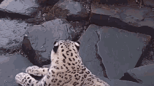 Cheetah Scared GIF - Cheetah Scared Terrified GIFs