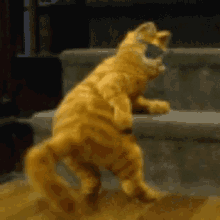 Cat Dancing GIF - Cat Dancing Shake It Off GIFs