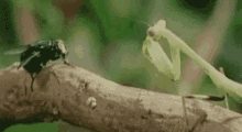 Praying Mantis GIF - Praying Mantis Bugs GIFs