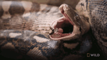 Opening Mouth National Geographic GIF - Opening Mouth National Geographic Feeding A Reticulated Python GIFs