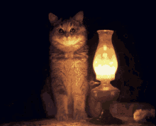 Cat Lamp GIF - Cat Lamp Cat With Lamp GIFs