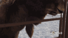 Confused National Geographic GIF - Confused National Geographic An Injured Moose Gets An Exam GIFs