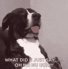 What Did You Just Say Dogs GIF - What Did You Just Say Dogs Funny Animals GIFs