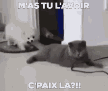 Cat Play Fight GIF - Cat Play Fight Dog GIFs