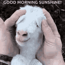 good morning sunshine good morning sunshine