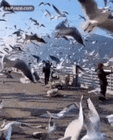 The Bird Is Powered By Its Own Life And By Its Motivation..Gif GIF - The Bird Is Powered By Its Own Life And By Its Motivation. Trending Birds GIFs