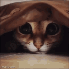 Cat Hide GIF - Cat Hide Bed GIFs