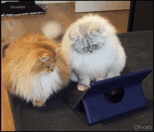 Cats Watching Tablet Fluffy GIF - Cats Watching Tablet Fluffy Cute GIFs