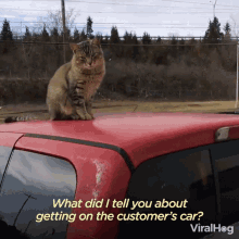 What Did I Tell You About Getting On The Customers Car Viralhog GIF - What Did I Tell You About Getting On The Customers Car Viralhog Cat Acting Up GIFs