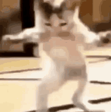Koollua Cat GIF - Koollua Cat Dancing GIFs